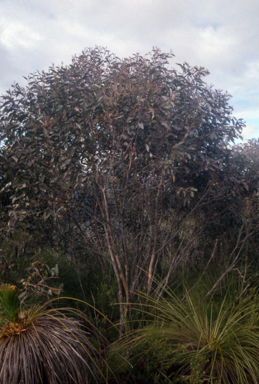 APII jpeg image of Eucalyptus tindaliae  © contact APII