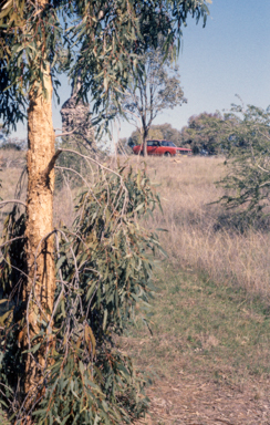 APII jpeg image of Corymbia leichhardtii  © contact APII