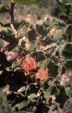 APII jpeg image of Hakea conchifolia  © contact APII