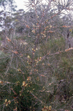 APII jpeg image of Hakea gibbosa  © contact APII