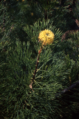 APII jpeg image of Isopogon anethifolius  © contact APII