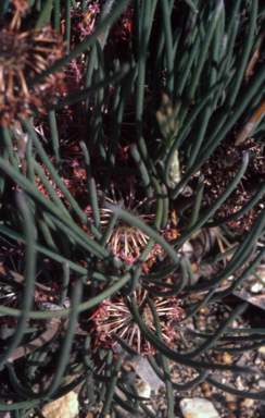 APII jpeg image of Isopogon scabriusculus  © contact APII