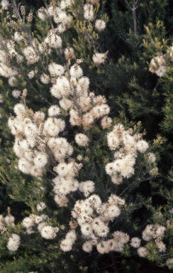 APII jpeg image of Melaleuca armillaris subsp. armillaris  © contact APII