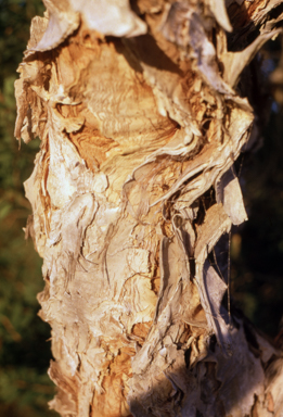 APII jpeg image of Melaleuca quinquenervia  © contact APII