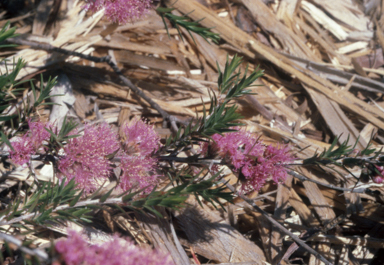 APII jpeg image of Melaleuca wilsonii  © contact APII