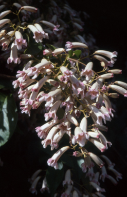 APII jpeg image of Pandorea pandorana  © contact APII