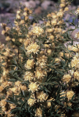 APII jpeg image of Petrophile squamata  © contact APII