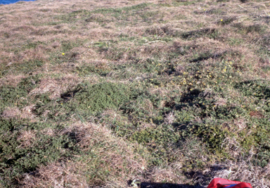 APII jpeg image of Pultenaea myrtoides  © contact APII