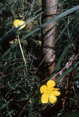 APII jpeg image of Ranunculus lappaceus  © contact APII