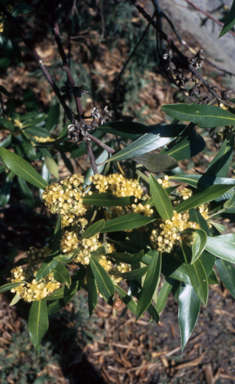 APII jpeg image of Tristaniopsis laurina  © contact APII