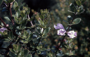 APII jpeg image of Westringia glabra  © contact APII