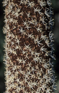APII jpeg image of Xanthorrhoea australis  © contact APII