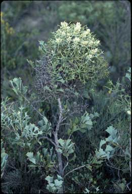 APII jpeg image of Hakea auriculata  © contact APII