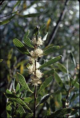 APII jpeg image of Hakea dactyloides  © contact APII