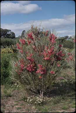 APII jpeg image of Hakea francisiana  © contact APII