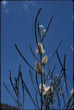 APII jpeg image of Hakea francisiana  © contact APII