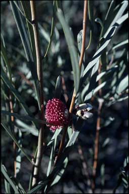 APII jpeg image of Hakea grammatophylla  © contact APII