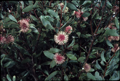 APII jpeg image of Hakea laurina  © contact APII