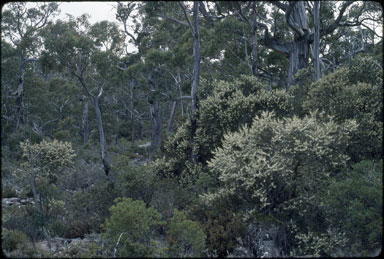 APII jpeg image of Hakea lissosperma  © contact APII