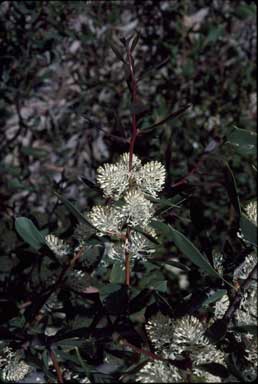 APII jpeg image of Hakea nitida  © contact APII