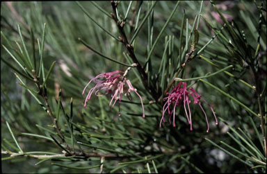 APII jpeg image of Hakea verrucosa  © contact APII