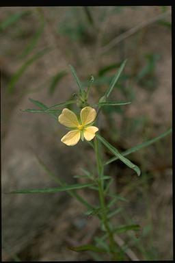 APII jpeg image of Ludwigia octovalvis  © contact APII