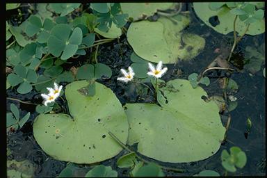 APII jpeg image of Nymphoides indica  © contact APII