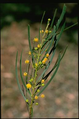 APII jpeg image of Acacia simsii  © contact APII