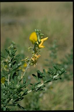 APII jpeg image of Crotalaria medicaginea  © contact APII