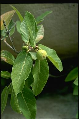 APII jpeg image of Ficus opposita  © contact APII