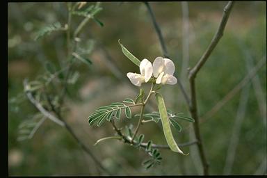 APII jpeg image of Tephrosia astragaloides  © contact APII