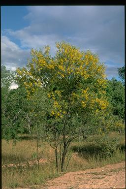 APII jpeg image of Acacia torulosa  © contact APII