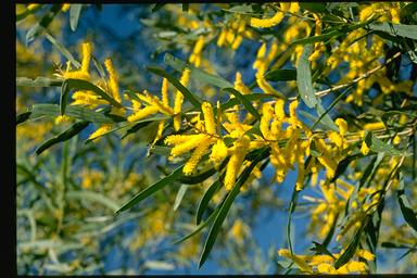 APII jpeg image of Acacia torulosa  © contact APII