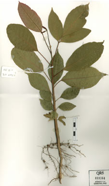 APII jpeg image of Canarium acutifolium  © contact APII