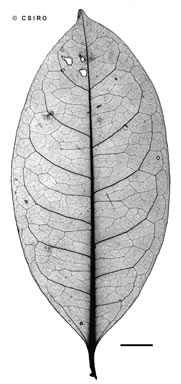 APII jpeg image of Gynochthodes sessilis  © contact APII