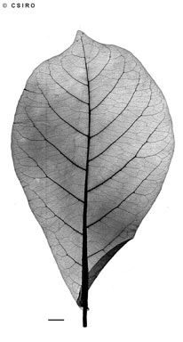 APII jpeg image of Terminalia catappa  © contact APII