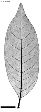 APII jpeg image of Sarcopteryx sp. McIlwraith Range (B.P.Hyland 3261RFK)  © contact APII