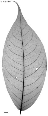 APII jpeg image of Actephila foetida  © contact APII