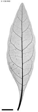 APII jpeg image of Solanum pseudocapsicum  © contact APII