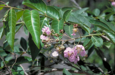 APII jpeg image of Lagerstroemia archeriana  © contact APII