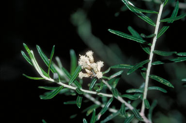 APII jpeg image of Ozothamnus cassinioides  © contact APII