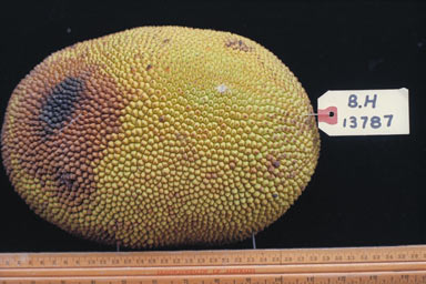 APII jpeg image of Artocarpus heterophyllus  © contact APII