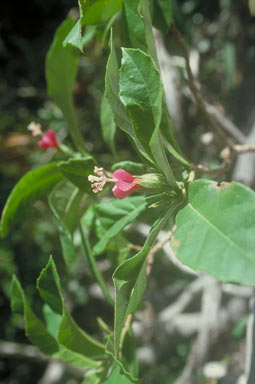 APII jpeg image of Hibiscus propulsator  © contact APII