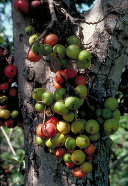 APII jpeg image of Ficus racemosa  © contact APII