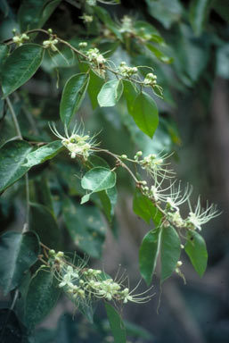 APII jpeg image of Capparis sepiaria  © contact APII