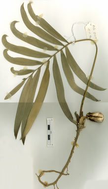 APII jpeg image of Lepidozamia hopei  © contact APII