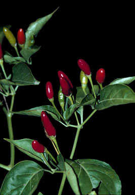 APII jpeg image of Capsicum annuum var. glabriusculum  © contact APII