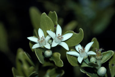 APII jpeg image of Eriostemon banksii  © contact APII