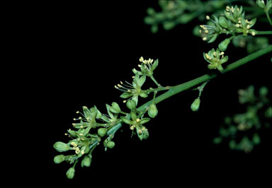 APII jpeg image of Ailanthus triphysa  © contact APII