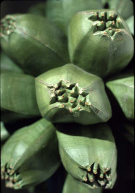 APII jpeg image of Pandanus conicus  © contact APII